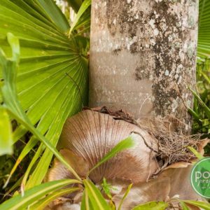 13 Koonya Close, KEWARRA BEACH, QLD 4879 AUS