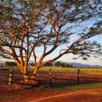 170 Graham Road, Tolga, QLD 4882 AUS