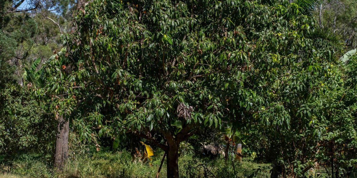 Lot 9/6806 Mulligan Highway, Mount Carbine, QLD 4871 AUS