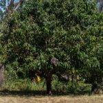 Lot 9/6806 Mulligan Highway, Mount Carbine, QLD 4871 AUS