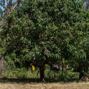 Lot 9/6806 Mulligan Highway, Mount Carbine, QLD 4871 AUS