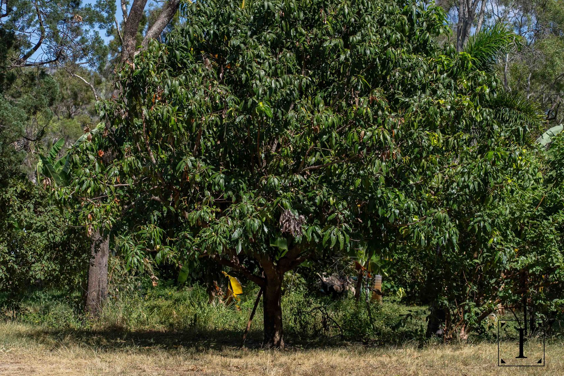 Lot 9/6806 Mulligan Highway, Mount Carbine, QLD 4871 AUS