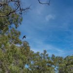 Lot 9/6806 Mulligan Highway, Mount Carbine, QLD 4871 AUS