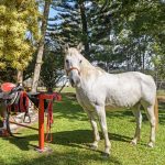 90 Stoney Creek Road, Speewah, QLD 4881 AUS
